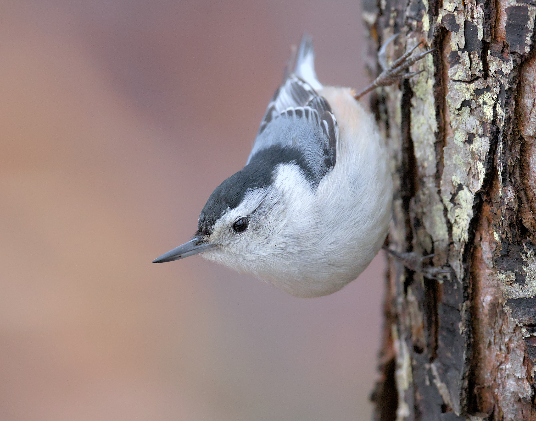 Step-by-Step Guide to Photographing 2 Unique Types of Birds