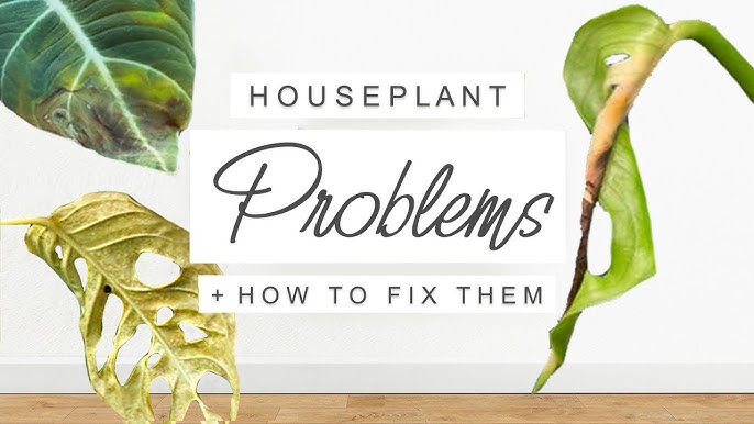 Jordan Plant Problems and Solutions: Quick Fixes for Common Plant Issues!